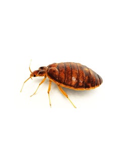 Generic Bed bugs and Other Insects Powder Insecticides 1x100g  - Image 3