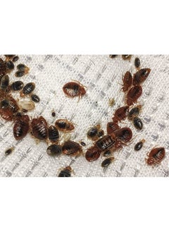 Generic Bed bugs and Other Insects Powder Insecticides 1x100g  - Image 4