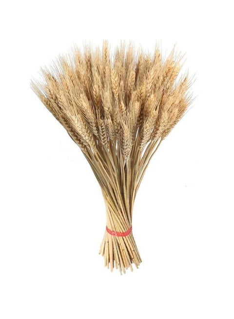 Dried Wheat Ears.   25 Sticks Of Natural Colour (beige)