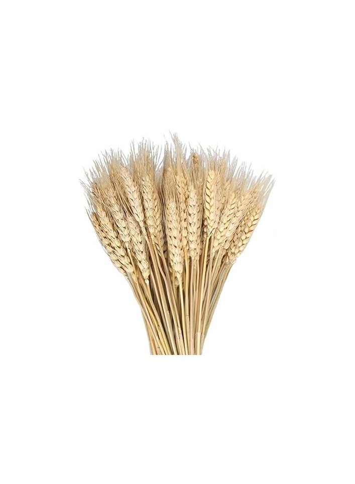 Dried Wheat Ears.   25 Sticks Of Natural Colour (beige) - Image 2
