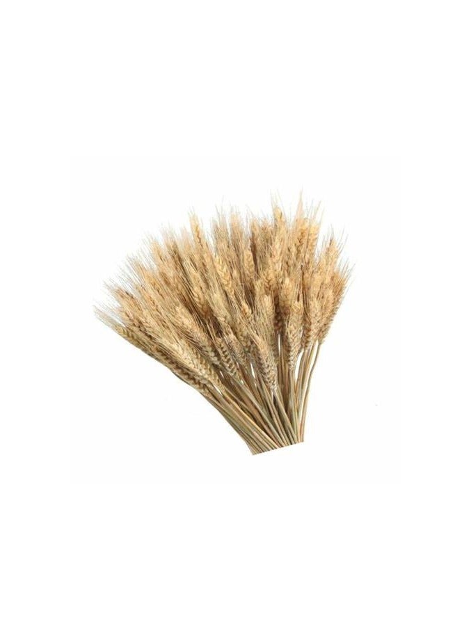 Dried Wheat Ears.   25 Sticks Of Natural Colour (beige) - Image 4