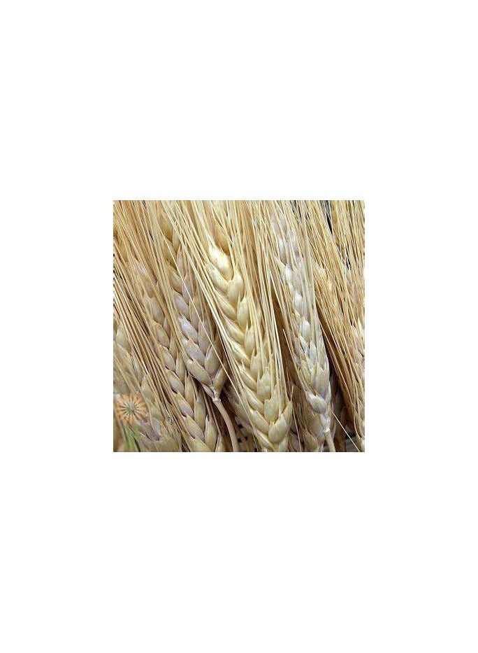 Dried Wheat Ears.   25 Sticks Of Natural Colour (beige) - Image 3