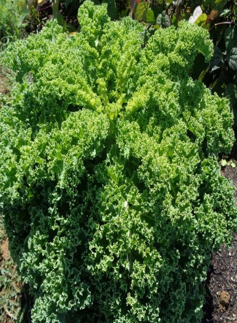 GGOOT Borecole Kadet Kale - Brassica oleracea Vegetable Seeds, Also Known as Palm Cabbage Home Garden Planting by Heavy Torch, 400 Seeds