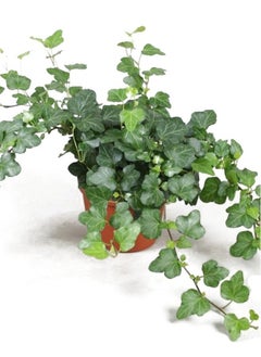 English-ivy 20-30 CM  Fresh Live Indoor Plants