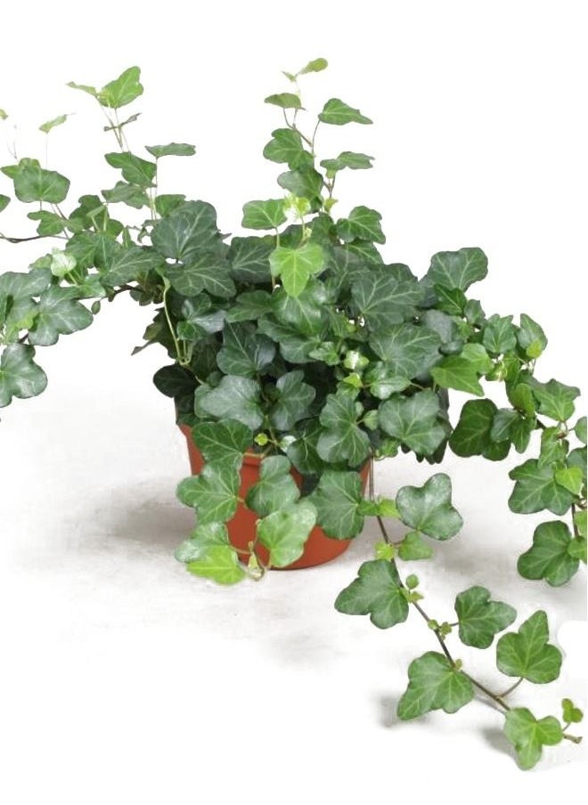 Generic - English-ivy 20-30 CM  Fresh Live Indoor Plants - Image 1