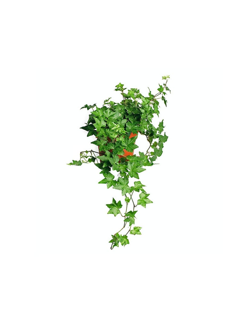 Generic - English-ivy 20-30 CM  Fresh Live Indoor Plants - Image 1