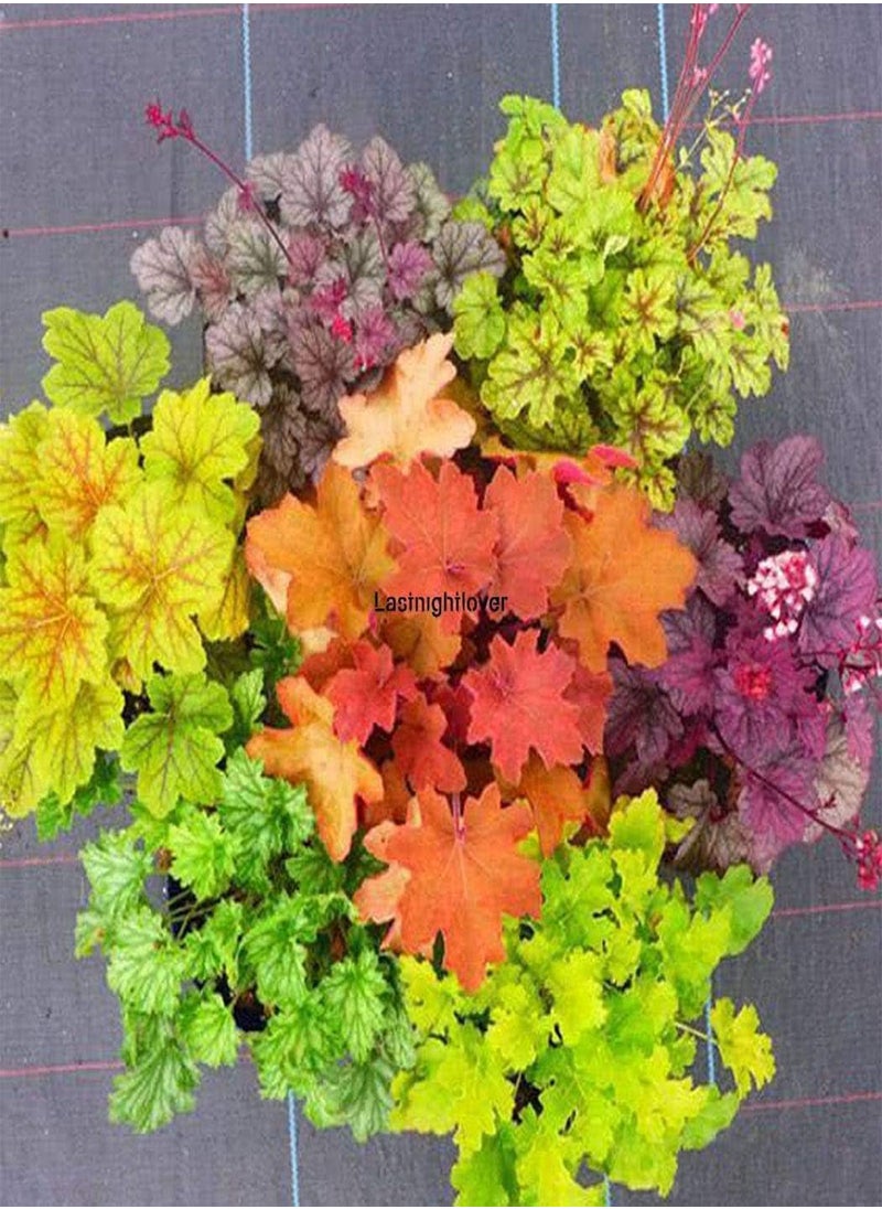 GGOOT seeds 5: 50Pcs Giardino Della casa Arcobaleno Foglia Colorata Foglia Coleus Semi Iloe 