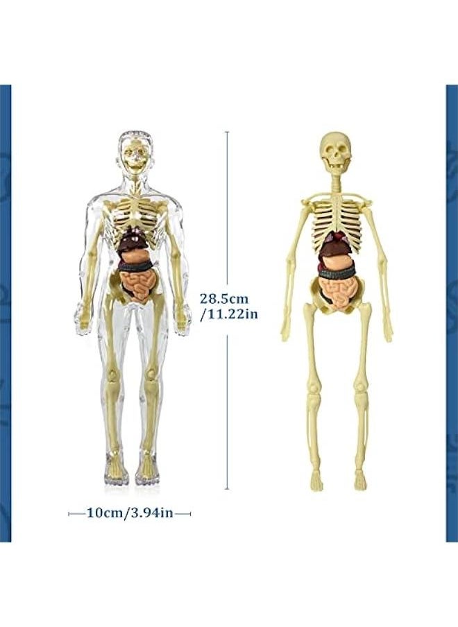 Generic - Kids Anatomy Toys Interactive Human Body Model, 11.22 Inch DIY Assembled Human Torso Organ Model for Kids Children Learning Science Anatomy, Ages 6+ (Fully Transparent) - Image 1