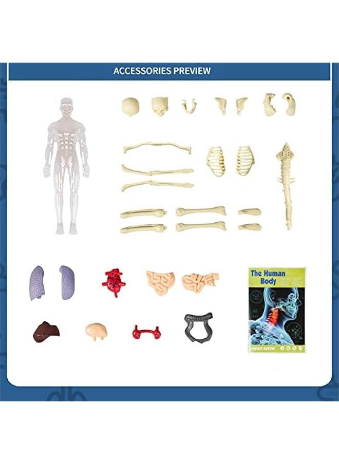 Generic - Kids Anatomy Toys Interactive Human Body Model, 11.22 Inch DIY Assembled Human Torso Organ Model for Kids Children Learning Science Anatomy, Ages 6+ (Fully Transparent) - Image 1