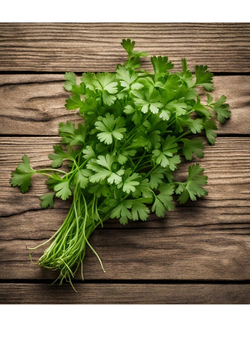 GROW Coriander seeds - Al Fajr - Image 2