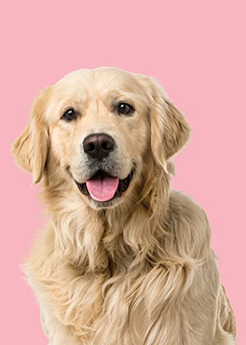 Glory To Dog Blank Note Card Golden Retriever on pink background, 12 Cards and Envelopes in Gift Box - Image 3