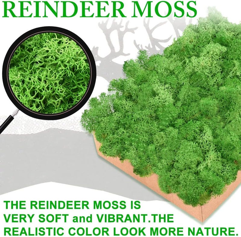 TCYPUHL Preserved Moss for Crafts Green Reindeer Moss for Potted Plants, Craft Decorative Moss Decor for Wall Art, Dried Moss(7oz,White) - Image 4