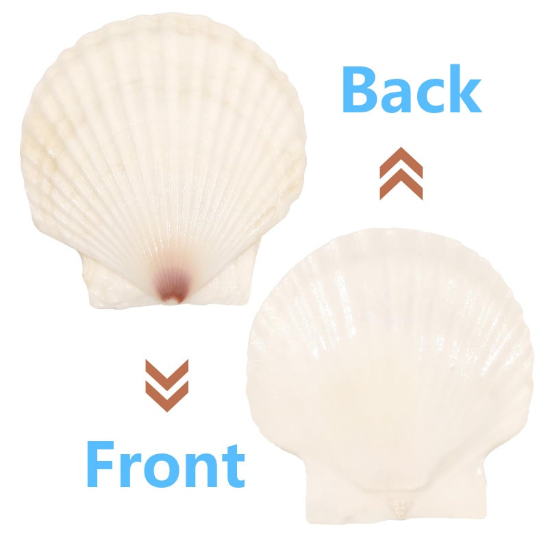 Mkobon 10 PCS 4-5 Inch Large Scallop Shells for Crafting, Natural Large Seashells for Crafts, White Big Sea Shells for DIY Painting, Baking, Beach Wedding Decors - Image 3