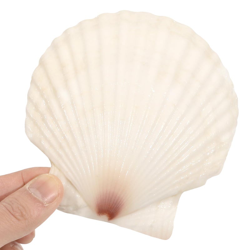 Mkobon 10 PCS 4-5 Inch Large Scallop Shells for Crafting, Natural Large Seashells for Crafts, White Big Sea Shells for DIY Painting, Baking, Beach Wedding Decors - Image 4