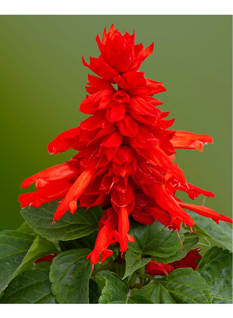 ڤسيل24 بذور زهرة المريمية القرمزية المشعة تزهر نابضة بالحياة لحديقة مبهرة، عبوة من 3 قطع - Image 1