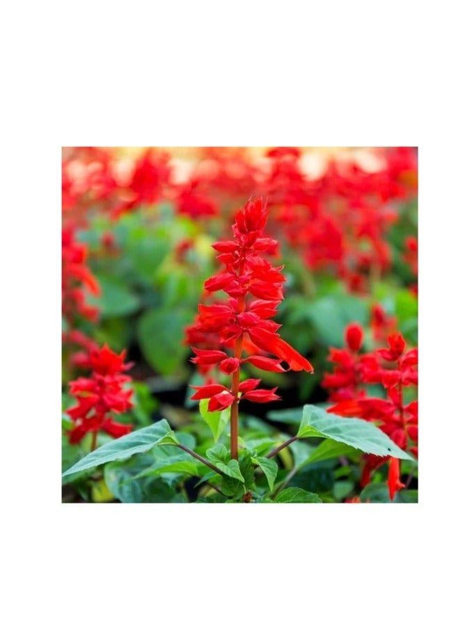 ڤسيل24 بذور زهرة المريمية القرمزية المشعة تزهر نابضة بالحياة لحديقة مبهرة، عبوة من 3 قطع - Image 2