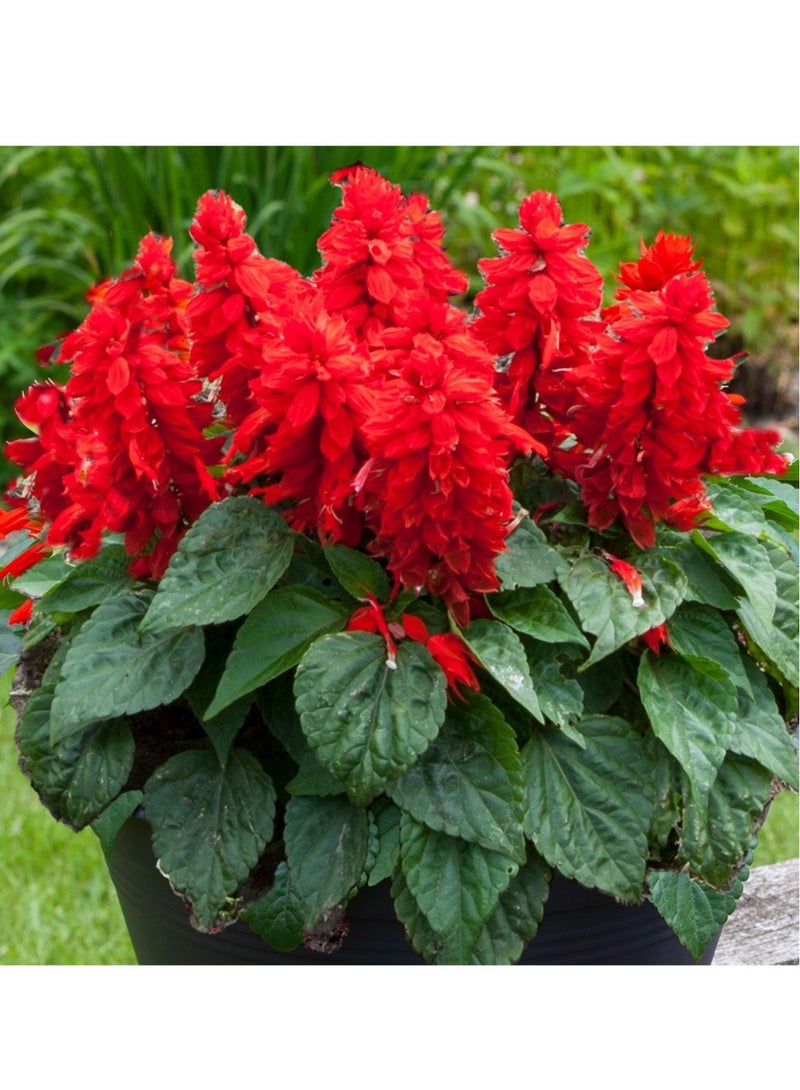 ڤسيل24 بذور زهرة المريمية القرمزية المشعة تزهر نابضة بالحياة لحديقة مبهرة، عبوة من 3 قطع - Image 4