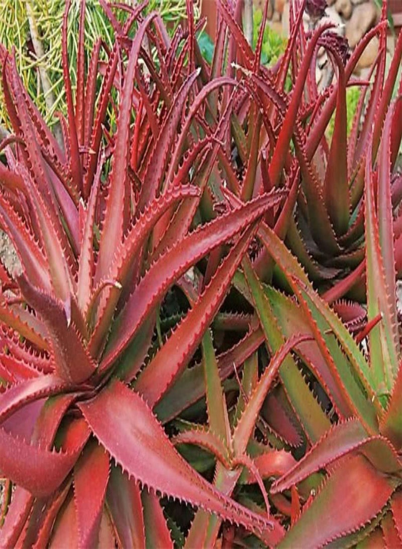 GGOOT Aloe Cameronii Red Aloe 10 Seeds Houseplant Same Day Dispatch - Image 3