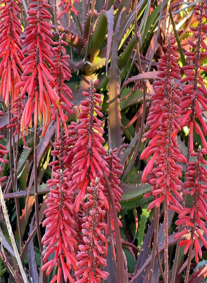 GGOOT Aloe Cameronii Red Aloe 10 Seeds Houseplant Same Day Dispatch - Image 5