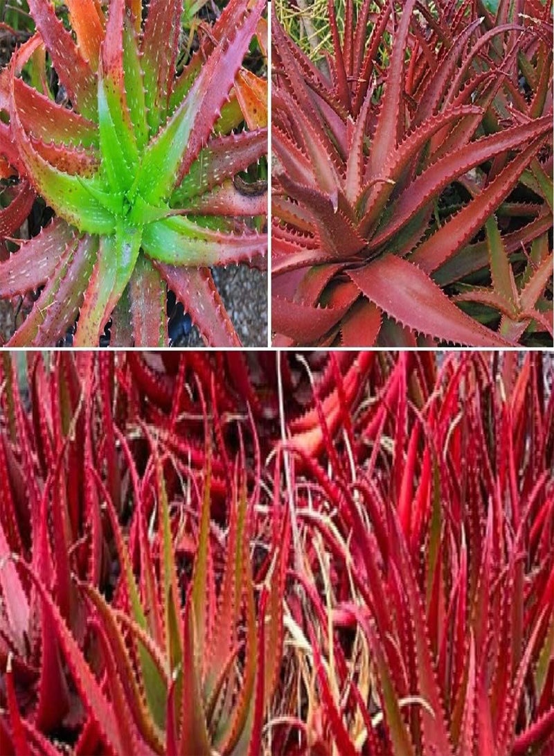 GGOOT Aloe Cameronii Red Aloe 10 Seeds Houseplant Same Day Dispatch - Image 1
