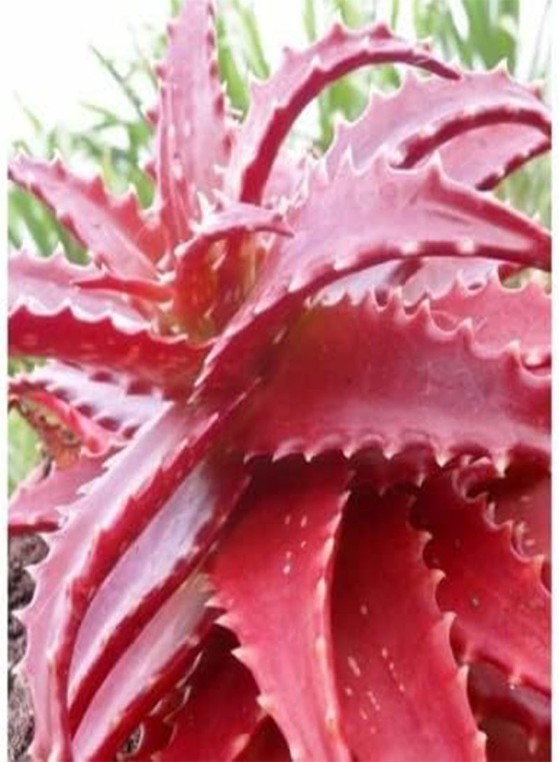 GGOOT Aloe Cameronii Red Aloe 10 Seeds Houseplant Same Day Dispatch - Image 4