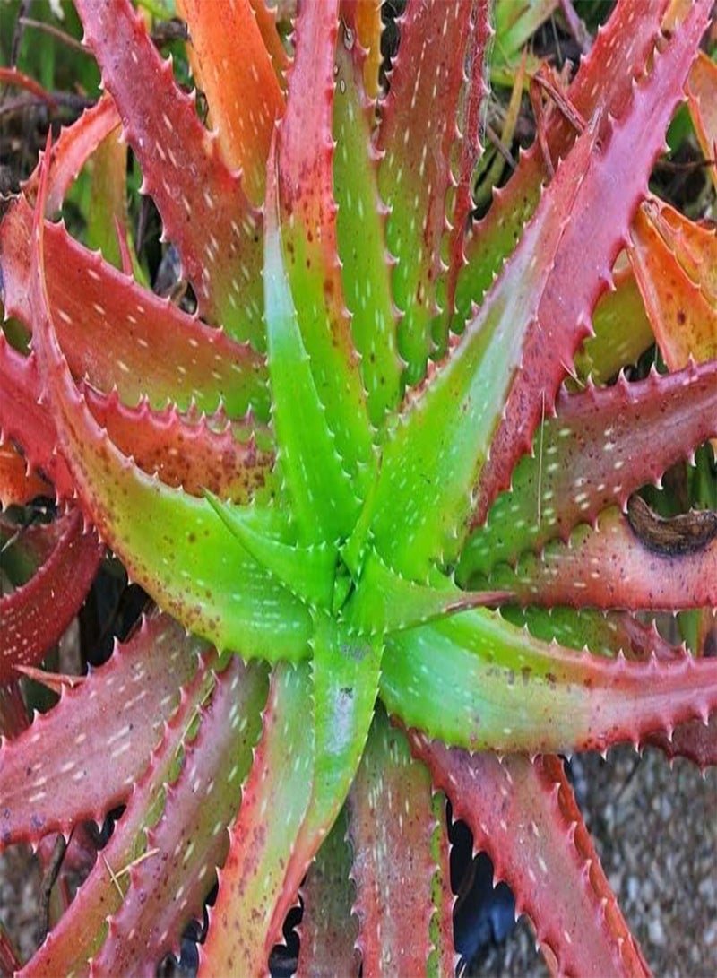 GGOOT Aloe Cameronii Red Aloe 10 Seeds Houseplant Same Day Dispatch - Image 2