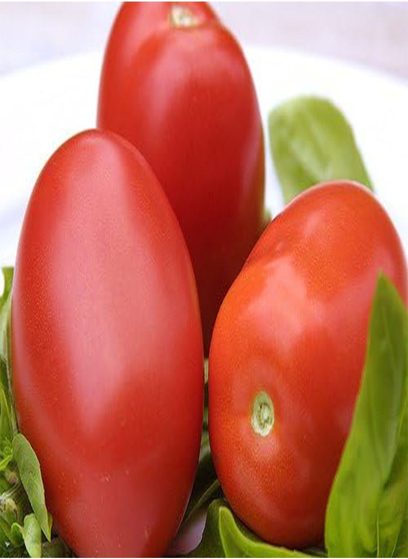 GGOOT Roma Italian Heritage Heirloom Long RED Paste Cooking Tomato 20 Organic Seeds Certified  Organic Grower 