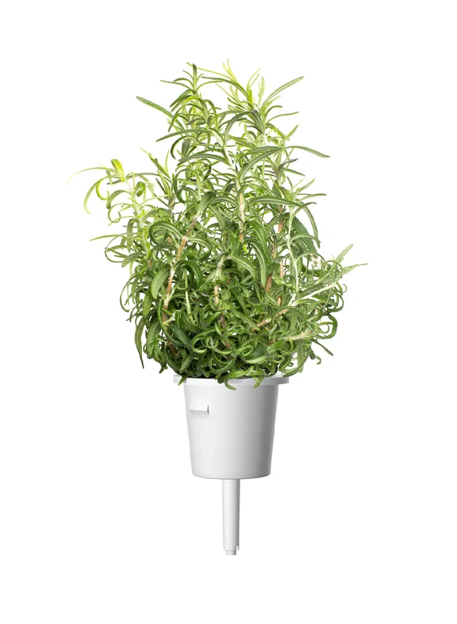 Click & Grow CLICK & GROW ROSEMARY SMART GARDEN REFILL
