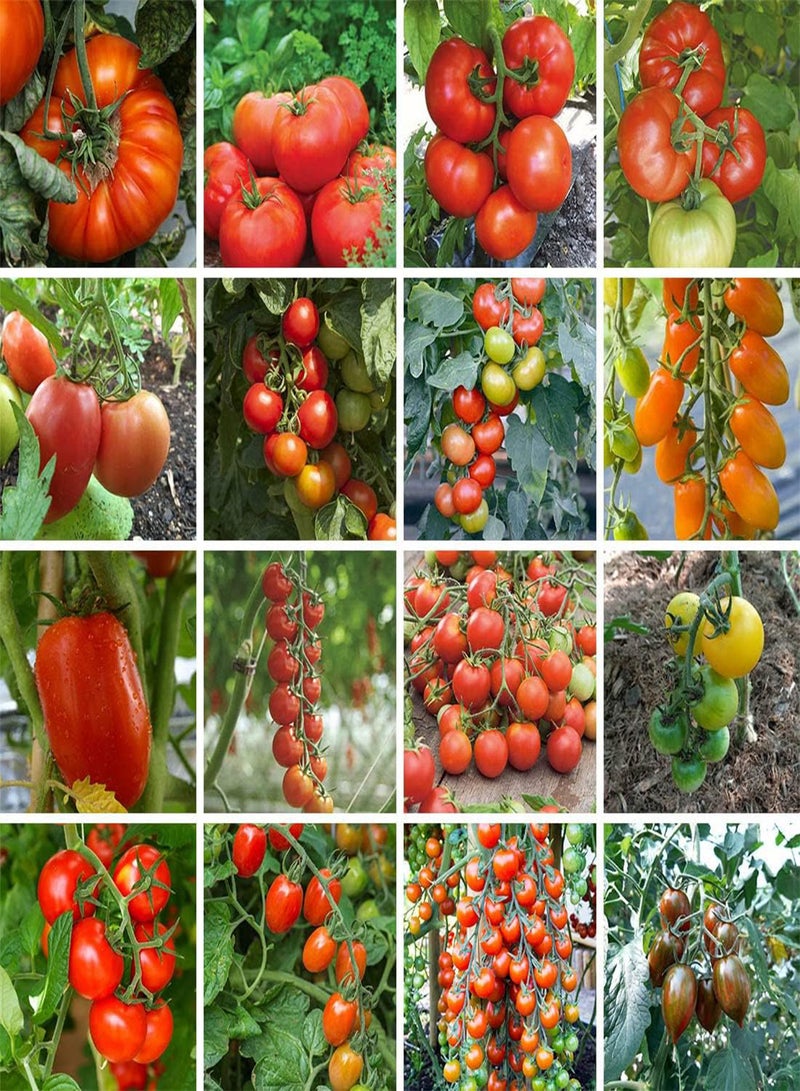 GGOOT Tomato F1 Supersteak - Solanum Lycopersicum Vegetable Seeds, Home Garden Planting by Heavy Torch, 10 Seeds - Image 1