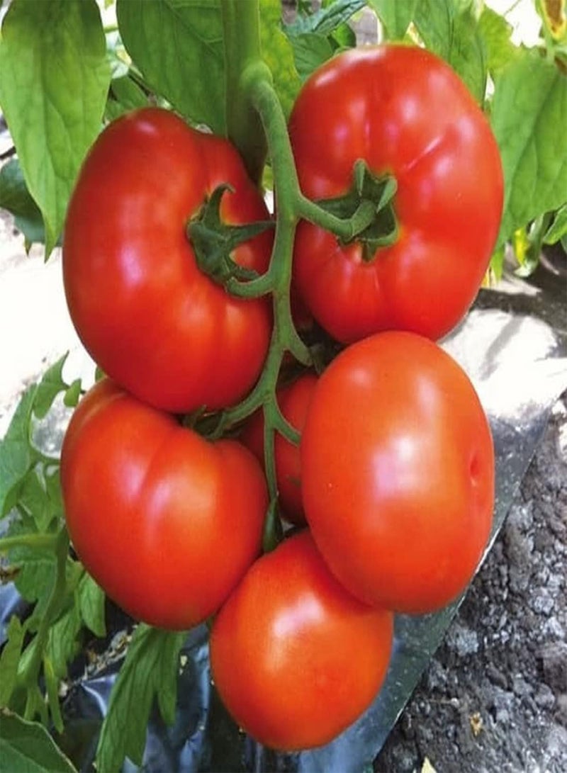 GGOOT Tomato F1 Supersteak - Solanum Lycopersicum Vegetable Seeds, Home Garden Planting by Heavy Torch, 10 Seeds - Image 2
