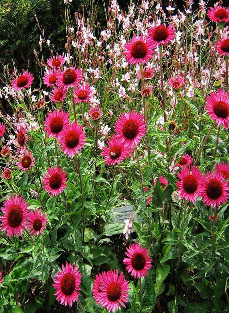 GGOOT 50pcs Red Unique Fragrance Echinacea Seeds Make Cut Flowers Bouquets for Long Term Preservation Loved by People - Image 3