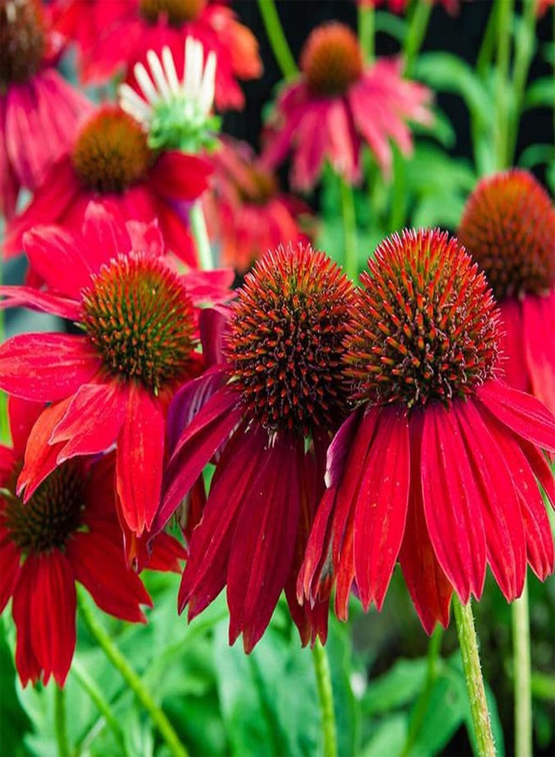GGOOT 50pcs Red Unique Fragrance Echinacea Seeds Make Cut Flowers Bouquets for Long Term Preservation Loved by People - Image 1