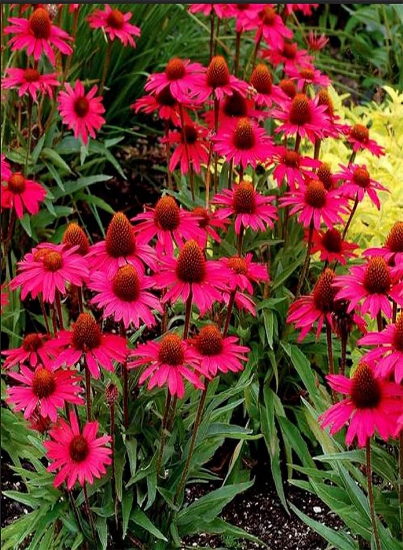 GGOOT 50pcs Red Unique Fragrance Echinacea Seeds Make Cut Flowers Bouquets for Long Term Preservation Loved by People - Image 2