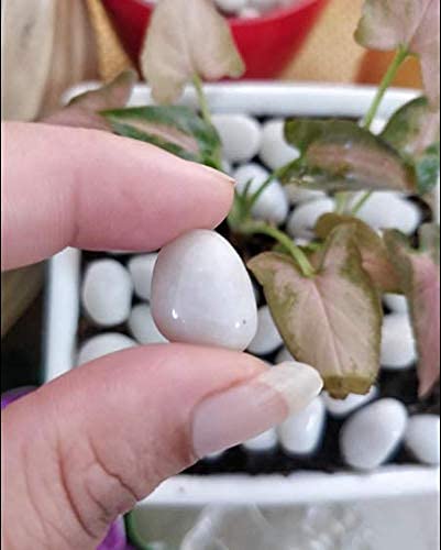 Schmick 1 Kg Polished White Pebbles Stones for Plant pots, Aquarium/Fish Tank, Decorations, Garden, Tables, and Home Decor (1 Kg, White Stone) - Image 5