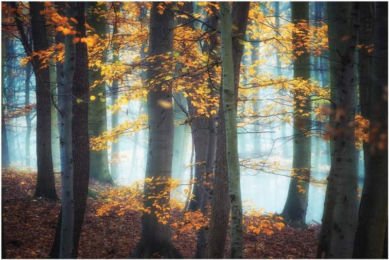 999Store Printed Yellow Leaves Trees and Foggy Forest Painting Wall Art (Canvas_18X30 Inches_Multi) - Image 2