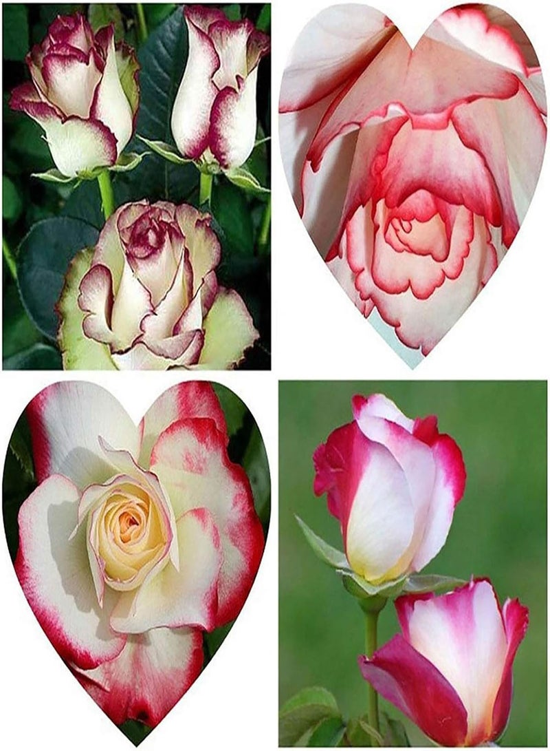 GGOOT 100Pcs/Bag Rose Seeds,Fragrant High Germination Rate Mixed Color Perennial Plant Bonsai Flowers Seeds for Planting Garden Yard Outdoor 3 One Size - Image 5