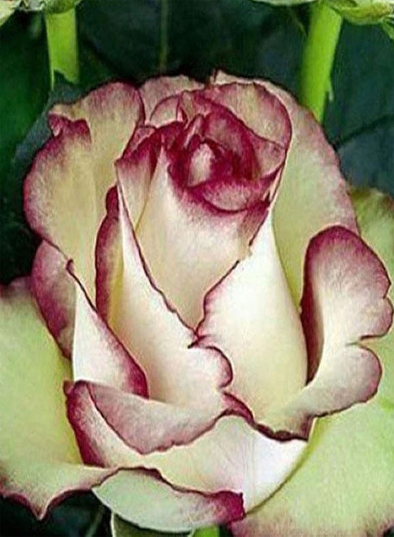 GGOOT 100Pcs/Bag Rose Seeds,Fragrant High Germination Rate Mixed Color Perennial Plant Bonsai Flowers Seeds for Planting Garden Yard Outdoor 3 One Size - Image 3