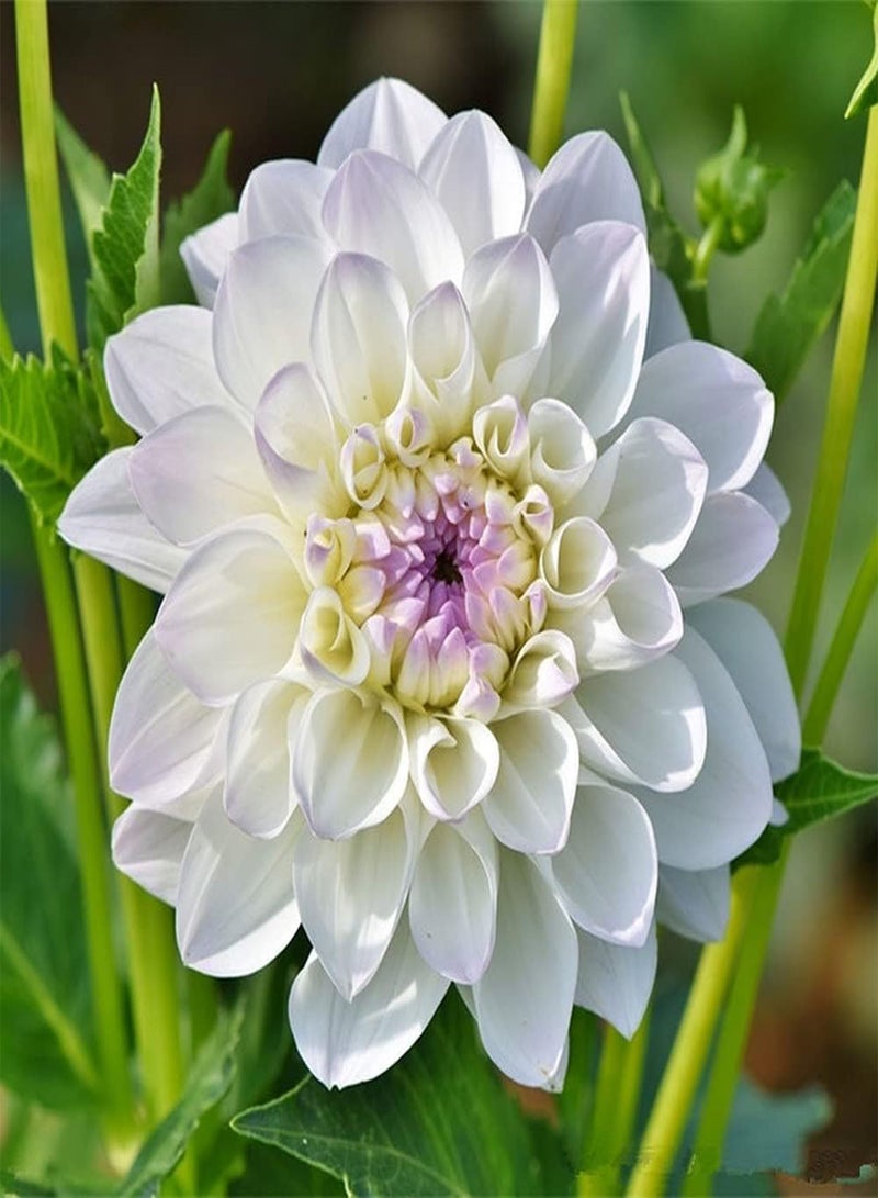 GGOOT 300Pcs Dahlia Seeds Rare White Flowers Bloom in The Garden Create an Interesting Garden Landscape Easy Survive Rapid Growth - Image 1