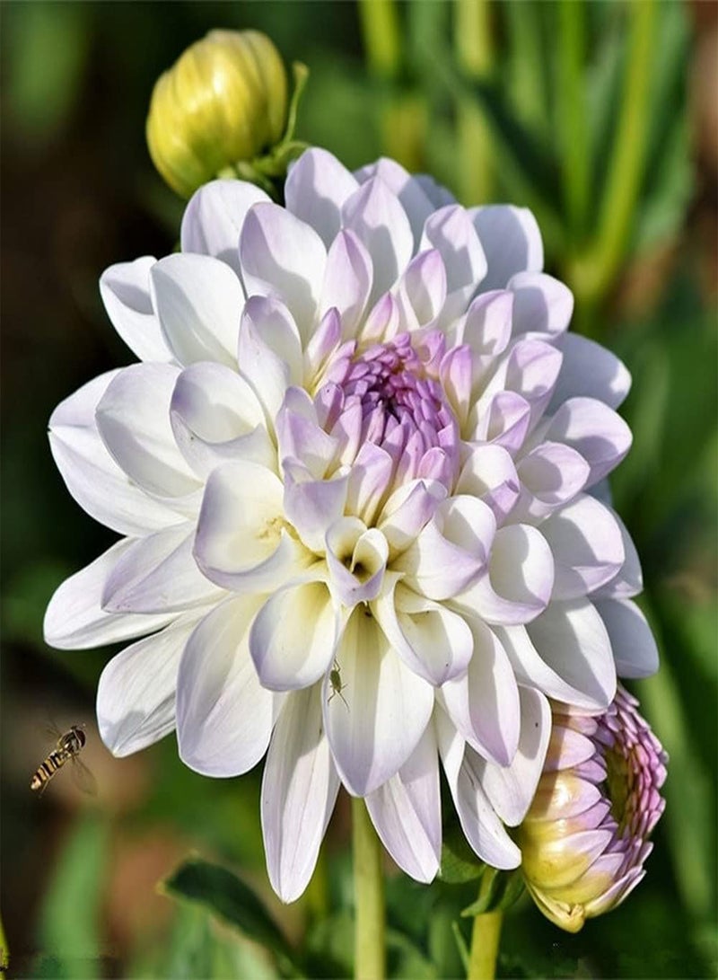 GGOOT 300Pcs Dahlia Seeds Rare White Flowers Bloom in The Garden Create an Interesting Garden Landscape Easy Survive Rapid Growth - Image 2
