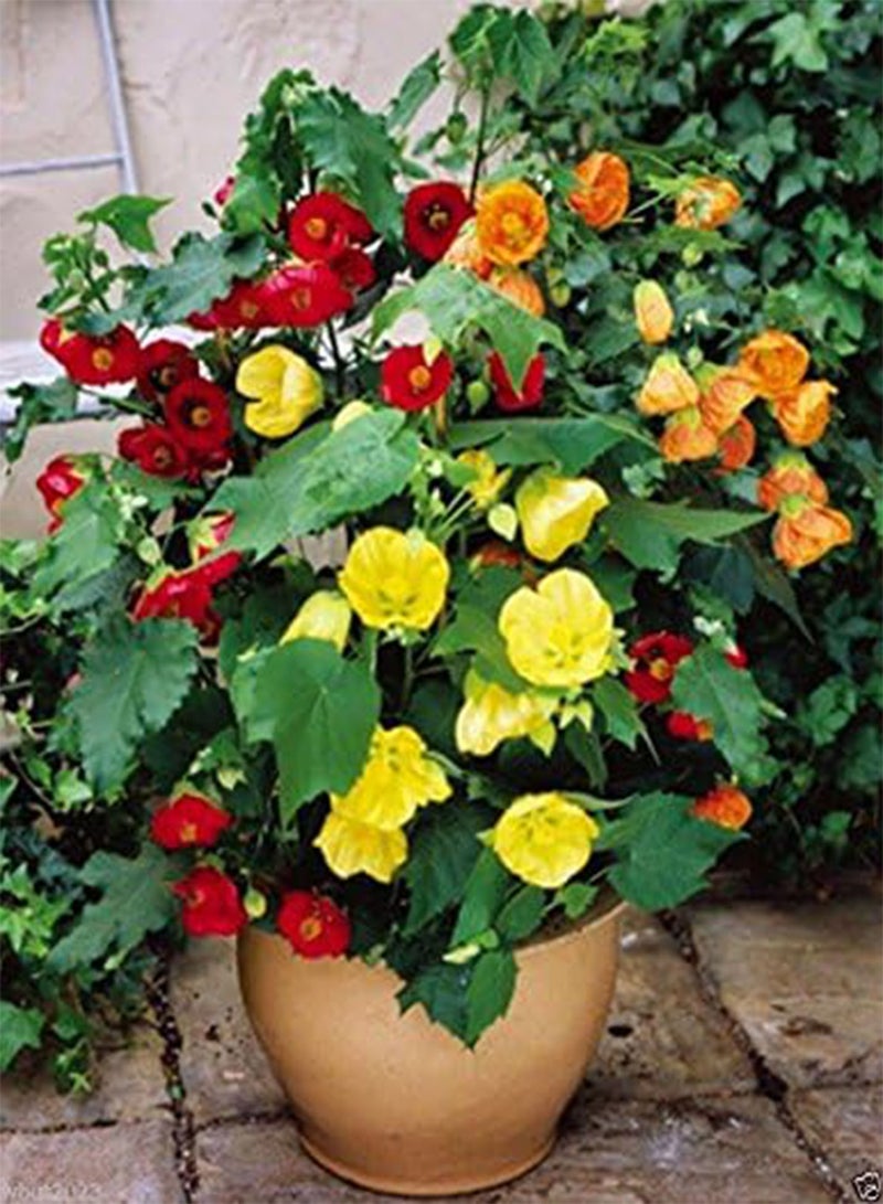 GGOOT Flowering Maple (Abutilon Belvue Mix) AKA Parlor Maple~50 Seeds - Image 1