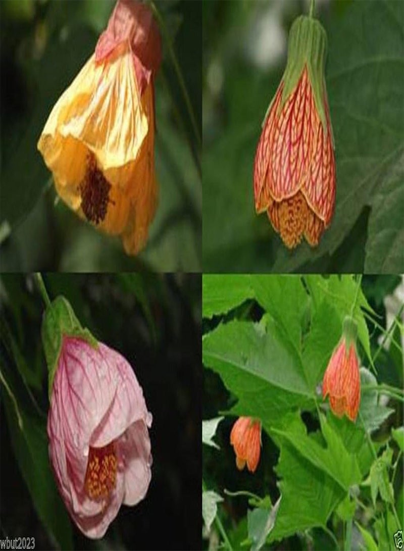 GGOOT Flowering Maple (Abutilon Belvue Mix) AKA Parlor Maple~50 Seeds - Image 2