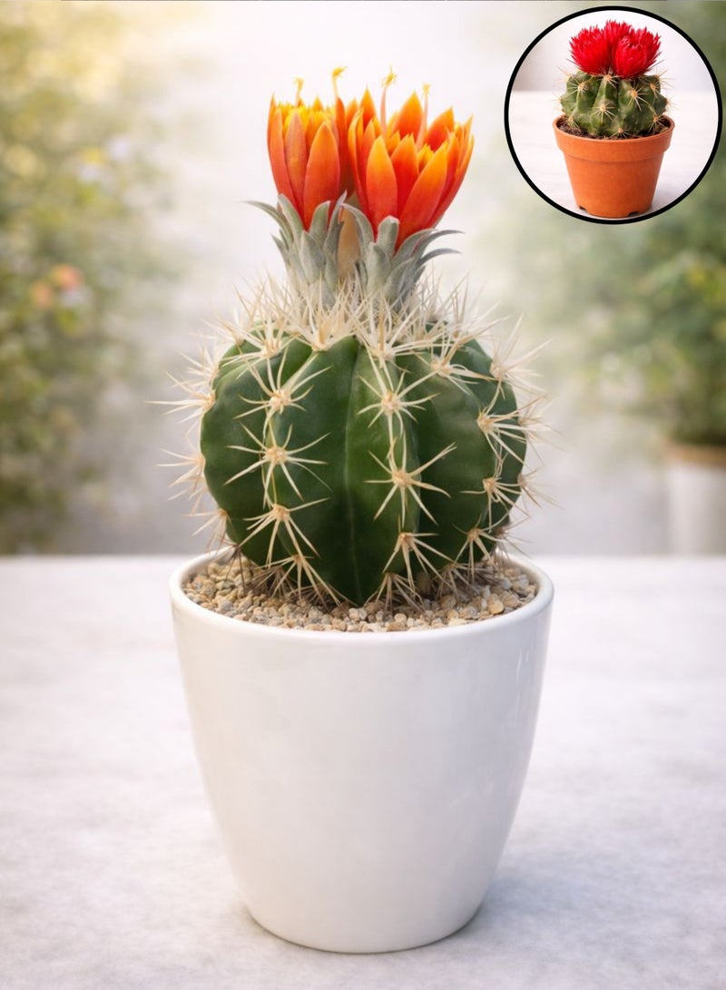 زهر نبات الصبار الأحمر المزهر الداخلي (ارتفاع 5-10 سم) | صبار حي بأزهار حمراء | صبار أسطواني صغير | نبات سهل العناية به لتزيين المكاتب والمنازل - Image 4