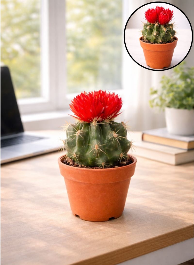 زهر نبات الصبار الأحمر المزهر الداخلي (ارتفاع 5-10 سم) | صبار حي بأزهار حمراء | صبار أسطواني صغير | نبات سهل العناية به لتزيين المكاتب والمنازل - Image 1