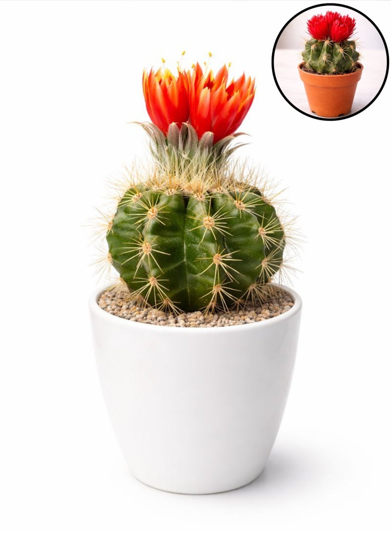 زهر نبات الصبار الأحمر المزهر الداخلي (ارتفاع 5-10 سم) | صبار حي بأزهار حمراء | صبار أسطواني صغير | نبات سهل العناية به لتزيين المكاتب والمنازل - Image 5