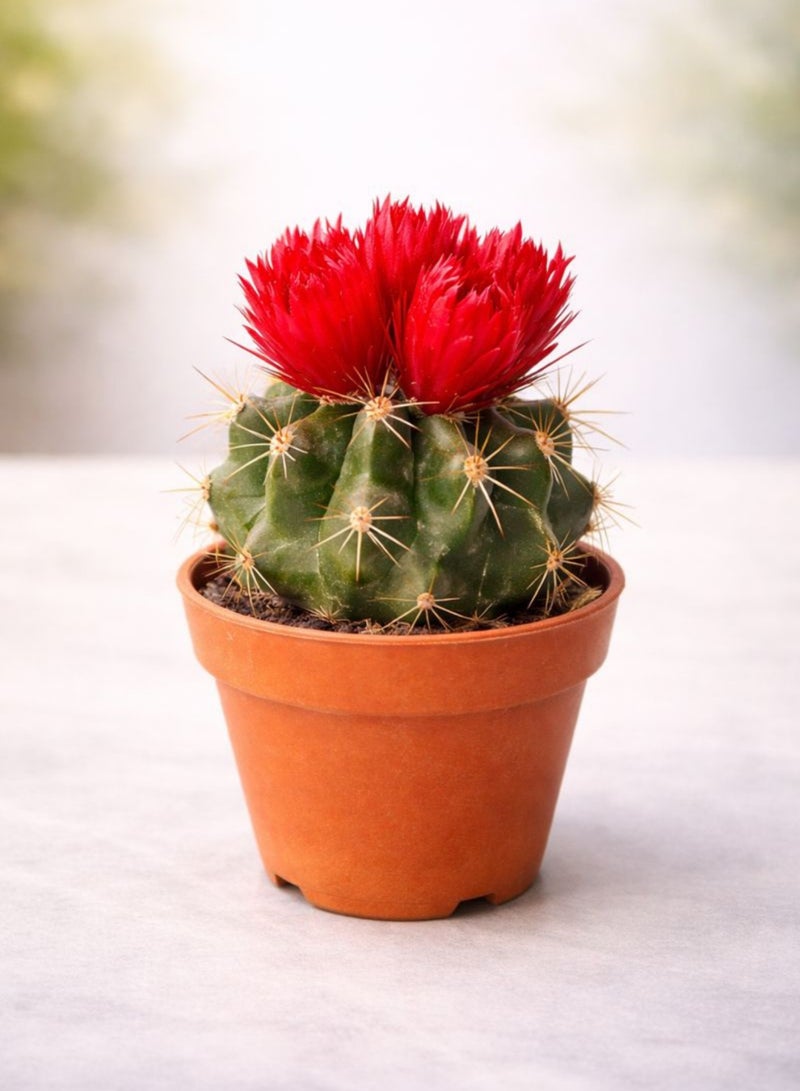 زهر نبات الصبار الأحمر المزهر الداخلي (ارتفاع 5-10 سم) | صبار حي بأزهار حمراء | صبار أسطواني صغير | نبات سهل العناية به لتزيين المكاتب والمنازل - Image 2