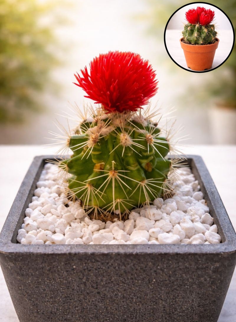 زهر نبات الصبار الأحمر المزهر الداخلي (ارتفاع 5-10 سم) | صبار حي بأزهار حمراء | صبار أسطواني صغير | نبات سهل العناية به لتزيين المكاتب والمنازل - Image 3