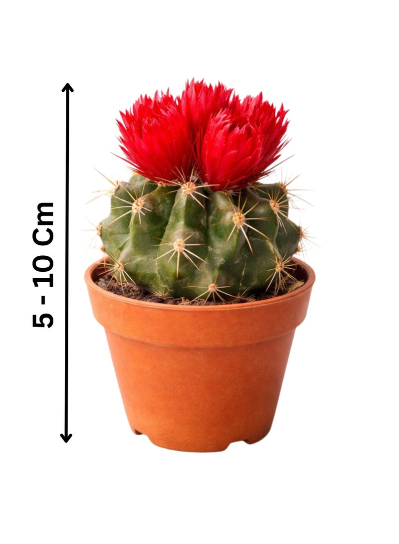 PLANT Red Cactus Flowering Indoor Plant (5–10 cm Height) | Live Red Flower Cactus | Mini Barrel Cactus | Low Maintenance Desk & Home Decor Plant - Image 2