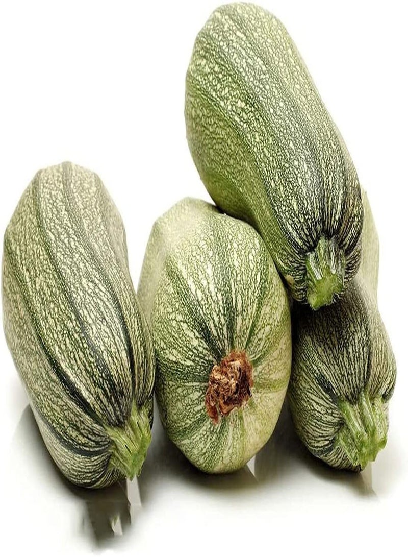 GGOOT 50pcs graines de courgettes Beaux légumes brillants peuvent être récoltés Pendant de nombreuses années Plein de Potager prolifique facile à survivre - Image 3