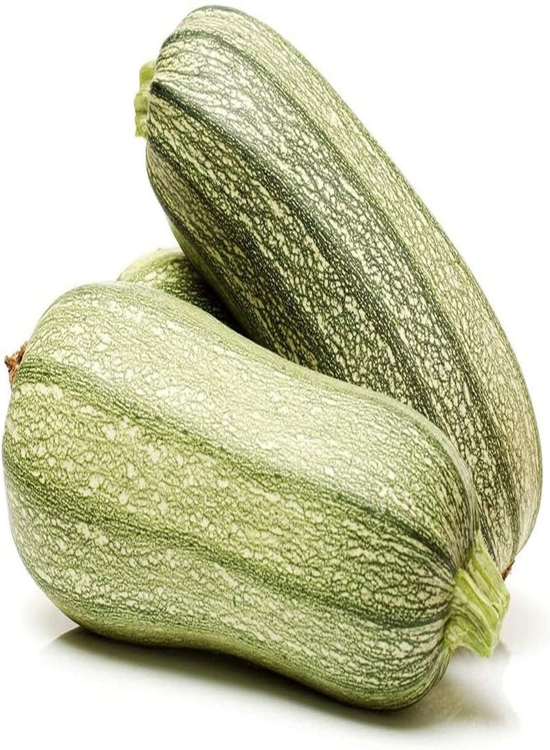 GGOOT 50pcs graines de courgettes Beaux légumes brillants peuvent être récoltés Pendant de nombreuses années Plein de Potager prolifique facile à survivre - Image 1