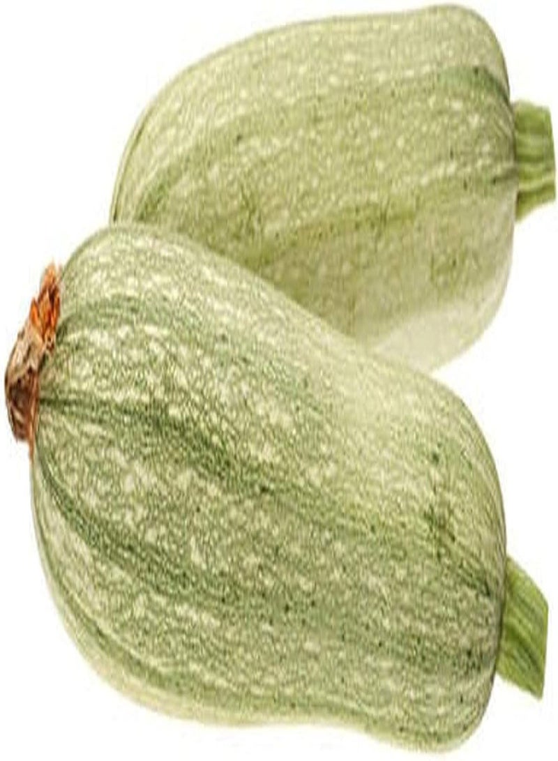 GGOOT 50pcs graines de courgettes Beaux légumes brillants peuvent être récoltés Pendant de nombreuses années Plein de Potager prolifique facile à survivre - Image 2